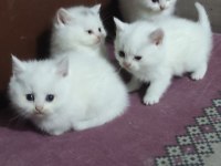 2 Aylık British Shorthair Yavrular