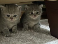 Sevimli yavrular scottish fold