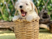 Kar Beyaz Irk Garantili Maltese Terrier Yavrular