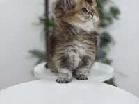 Black golden yakışıklı british longhair