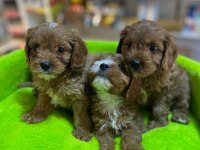 ORJİNAL HİPOALERJENİK TEACUP MALTİPOO