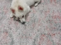 Oyuncu spitz kızımız