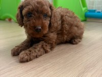 Son dişi yavru 50 günlük poodle