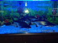 Özel Yapım 350 Litre Dolaplı Akvaryum 110X50X60