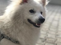 Pomeranian spitz