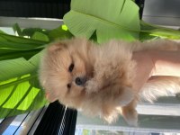 3 aylık dişi ve erkek pomeranian