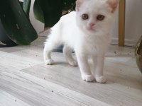 BRİTİSH SHORTHAİR BEBEKLER