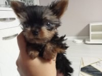 3 aylık teacup yorkshire terrier