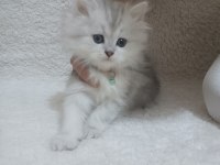 BRİTİSH LONGHAİR KEDİMİ SAHİPLENDİRECEĞİM