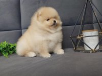 Teddy bear boo yavrular taksitle heryere gönderilir 
