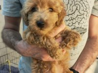 2 aylık poodle yavrularımız ailelerini arıyor