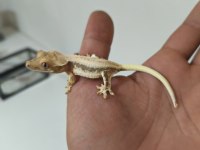 Crested Gecko Türleri