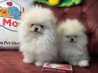 Ankaranın en elit teddy face suratlı pomeranian yavruları