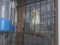 SULTAN PAPAGANI YAVRU KIZMA ÇİFT JAPONES MUHABBET KUŞU
