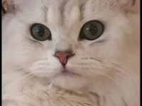 British longhair yavruma huzurlu bir yuva arıyorum