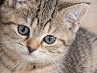 British Shothair Silver Tabby Cocolate