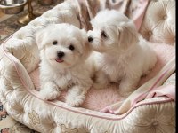 Maltese Terrier Yavrularımız
