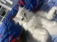 Acil kızıma yuva british longhair silver