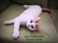 Russian White Baby