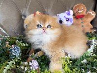 Yüksek kalite british longhair