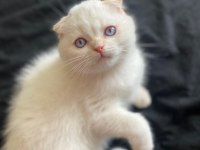 Scottish Fold 3 aylık tüm aşıları tamdır