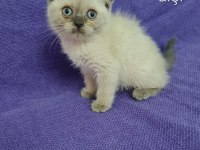 2 aylık bu sevimli scottish fold
