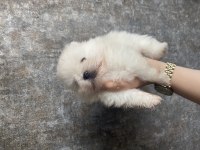 Pomeranian boo yavruları
