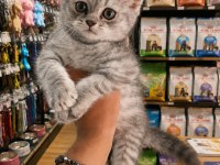 British shorthair silver 2,5 aylık yavru