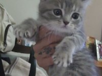 Scottish fold bebiş kediler