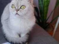 British shorthair dişi 7 aylık
