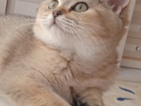 British Shorthair Golden Shaded Dişi