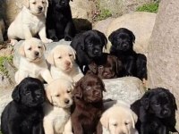 Çikolata Ve Beyaz Renk Labrador Yavruları 