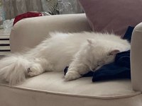 1 YAŞINDAKİ KEDİMİZE ACİL ERKEK EŞ ARAMAKTAYIZ