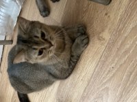 British shorthair kedilerim sahiplendirilecektir