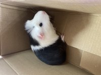 Guinea pig acil hamile