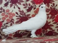 Sağlam beyaz hazır takım garantili böylesi denk gelmez