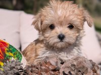 TeaCup Morkie Yavrular