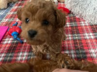 Aile ortamından toy poodle yavrusu