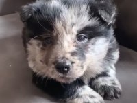 A kalite merle border collie yavrular