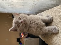 British shorthair Yavrularımız
