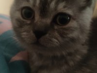 British shorthair