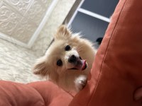 11 aylık dişi pomeranian