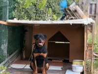 Son 1 dişir orjinal macar a scrli 4 aylık rottweiler