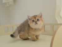 British shorthair erkek yavru