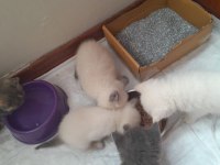 Yavru british longhair kedimiz
