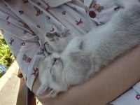 BRİTİSH SHORTHAİR SAFKAN 50 GÜNLÜK