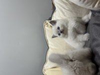 British shorthair blue point koca kafa bebekler