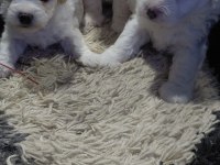DİŞİ ERKEK MALTİPOO YAVRULARIMIZ