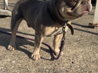 LİLAC TAN QUAD ERKEK FRENCH BULLDOG