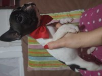 SAFKAN FRENCH BULLDOG ERKEK BEBEK